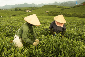 <b>Moc Chau</b> motorbike tour – Riding among vast tea plantations